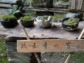 Drone -Moss garden in Arashiyama