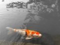 Hiroshima - Carp in the pond