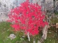 Kyoto - Philosophers path - No edits!